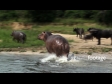 Hippos 5 1255
